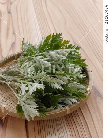 ヨモギ 21167456
