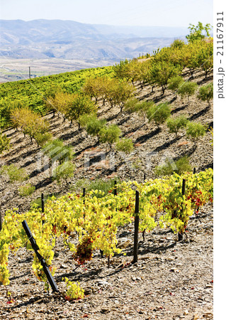 vineyard and olive trees, Douro Valley, Portugal 21167911