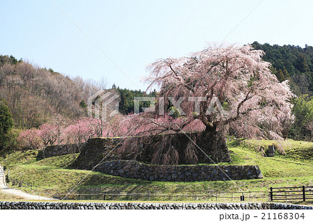 又兵衛の一本桜 21168304