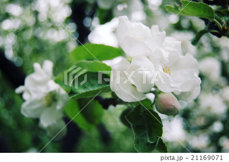 Apple flowers in bloom. Aged photo. Apple flowers in bloom. Aged photo. 21169071