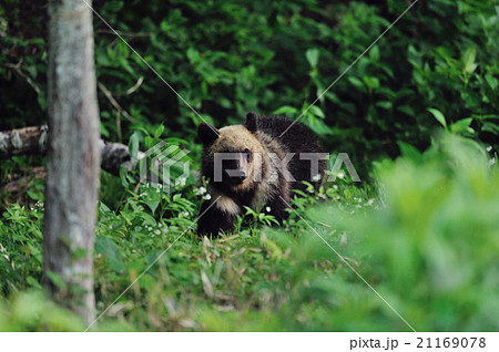 知床の森を歩くヒグマ 21169078