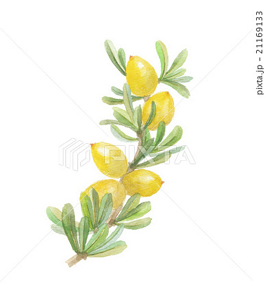 アルガン 21169133