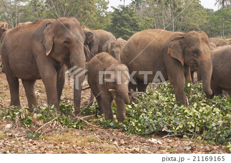 Pinnawela Elephant Orphanage Pinnawela Elephant Orphanage 21169165