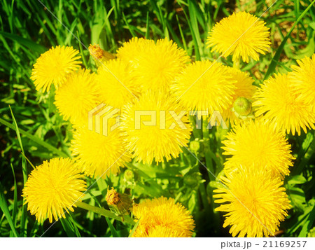 Sumer filed with green grass Sumer filed with green grass 21169257