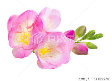 Fresh freesia flowers 21169520