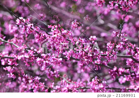 春の訪れを告げる アメリカ花蘇芳の紅色の花芽 春の訪れを告げる アメリカ花蘇芳の紅色の花芽 21169931
