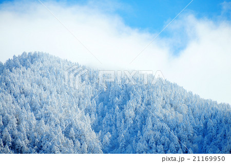 雪山 森林 雪山 森林 21169950