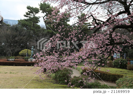 大寒桜の写真 21169959