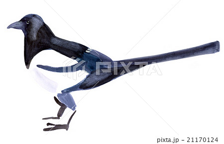 watercolor illustration of a bird magpie watercolor illustration of a bird magpie 21170124