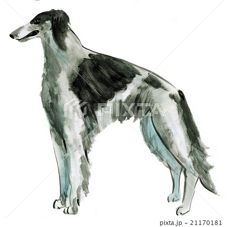 watercolor illustration of dog Russian borzoi  21170181