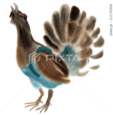 Watercolor illustration of a bird capercaillie 21170300