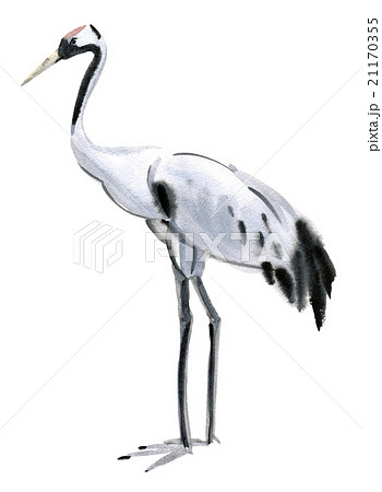 Watercolor illustration of a bird crane Watercolor illustration of a bird crane 21170355