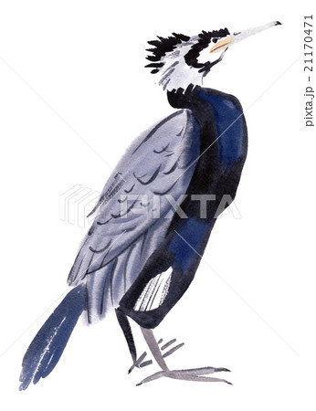 Watercolor Illustration Of A Bird Cormorant のイラスト素材