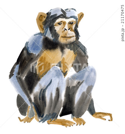 Watercolor illustration of a monkey marmoset 21170475