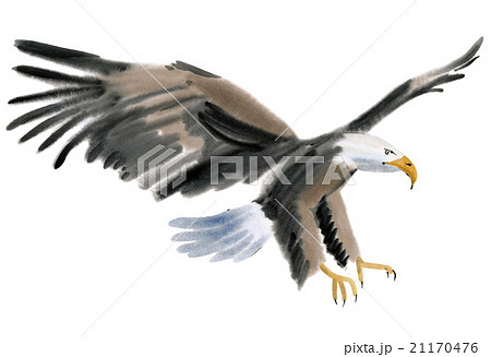 Watercolor illustration of a bird eagle 21170476