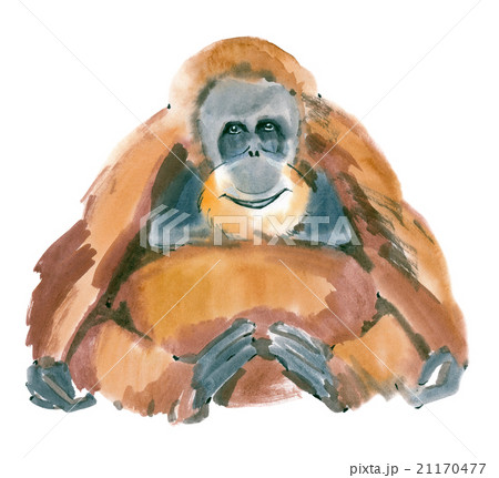Watercolor illustration of a monkey orangutan 21170477