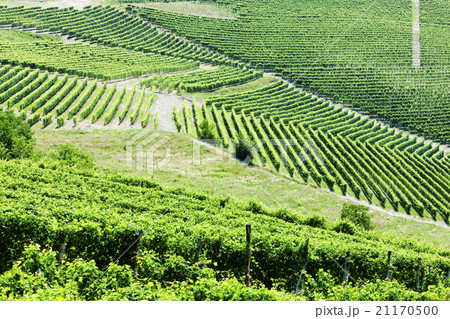 vineyars near Barbaresco, Piedmont, Italy vineyars near Barbaresco, Piedmont, Italy 21170500