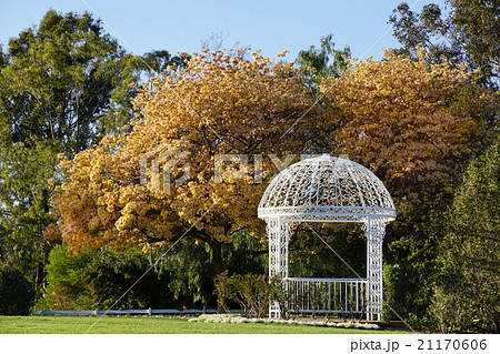 満開のゴールデントランペットツリーを背景に白いガゼボ、西洋東屋 満開のゴールデントランペットツリーを背景に白いガゼボ、西洋東屋 21170606