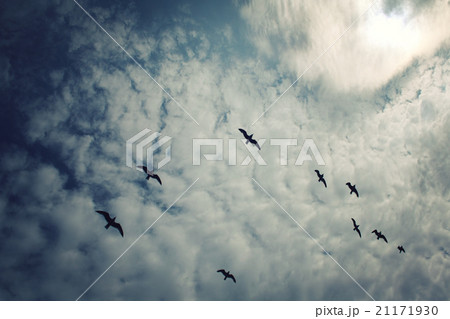 Group of seagulls above the Lake Ladoga Aged photo Group of seagulls above the Lake Ladoga Aged photo 21171930