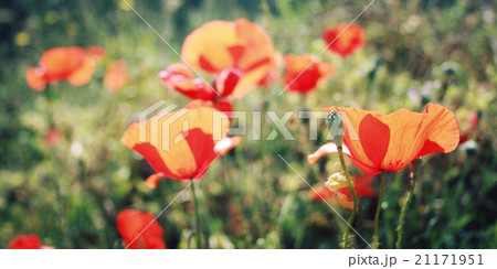 Poppy flowers along the Lycian Way - retro effect. 21171951