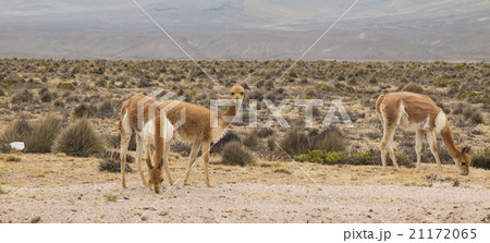 Small group of vicuna grazing Small group of vicuna grazing 21172065
