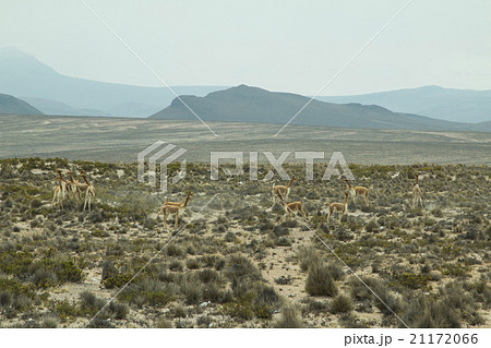 Small group of vicuna grazing 21172066