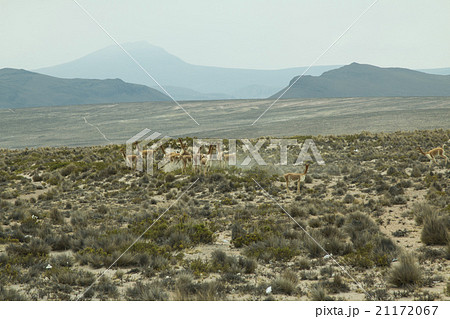 Small group of vicuna grazing 21172067