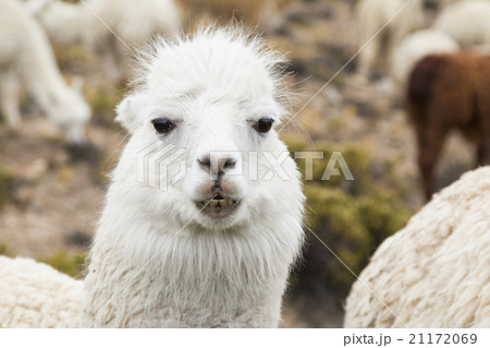 Close-up of an alpaca Close-up of an alpaca 21172069