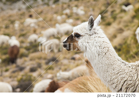 Close-up of an alpaca Close-up of an alpaca 21172070