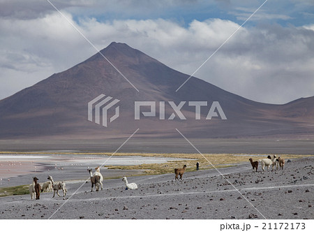 Small group of llamas grazing Small group of llamas grazing 21172173