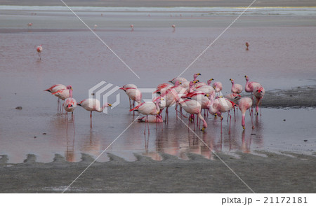 Group of flamingos feeding in a lake in Bolivia 21172181