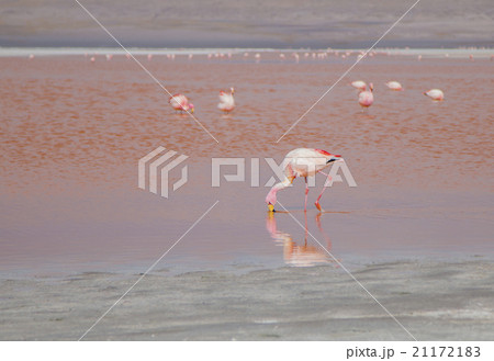 Single flamingo feeding at a lake in Bolivia 21172183