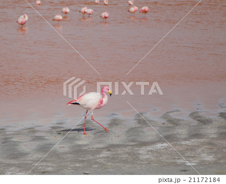 Single flamingo feeding at a lake in Bolivia Single flamingo feeding at a lake in Bolivia 21172184