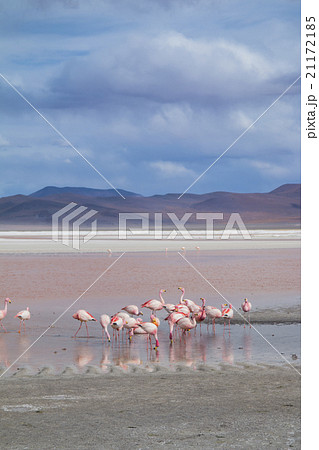Group of flamingos feeding in a lake in Bolivia Group of flamingos feeding in a lake in Bolivia 21172185