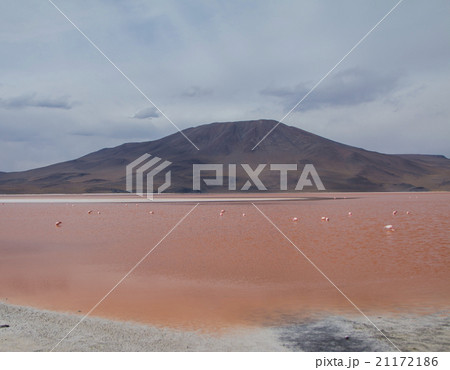 Group of flamingos feeding in a lake in Bolivia Group of flamingos feeding in a lake in Bolivia 21172186