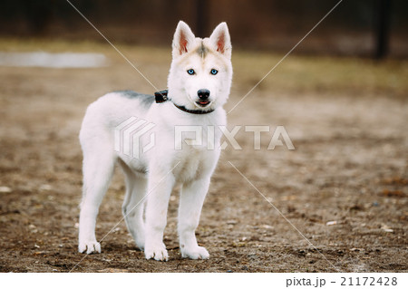 Young Funny White Husky Puppy Dog With Blue Eyes Young Funny White Husky Puppy Dog With Blue Eyes 21172428