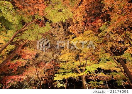 武蔵丘陵森林公園　紅葉見ナイト 21173091