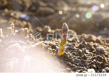 アスパラガス 21173239