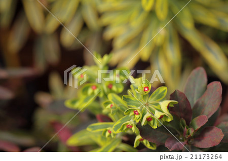 ゴールデンレインボー ユーフォルビアの花の写真素材