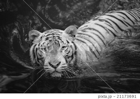 White tiger symbol of success White tiger symbol of success 21173691