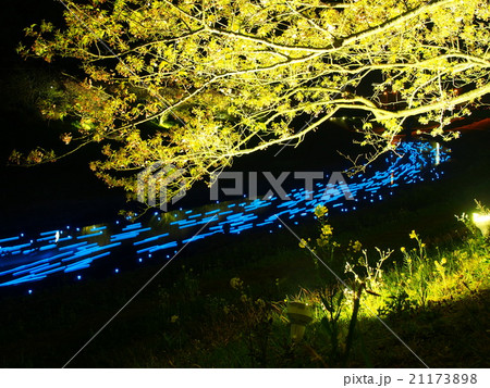 夜桜☆流れ星 21173898