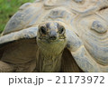 陸ガメ 21173972