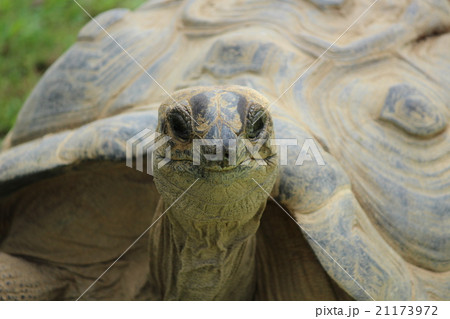 陸ガメ 21173972