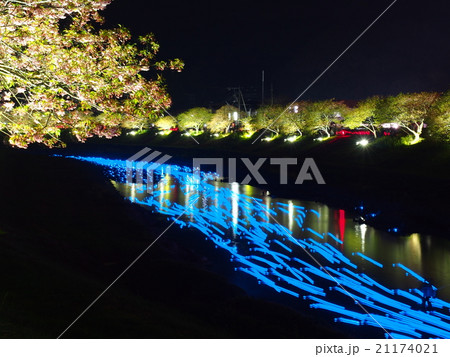 夜桜☆流れ星 21174021