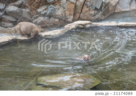 地獄谷温泉の猿 泳ぐ猿 地獄谷温泉の猿 泳ぐ猿 21174089