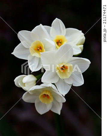 フサザキスイセンの写真素材