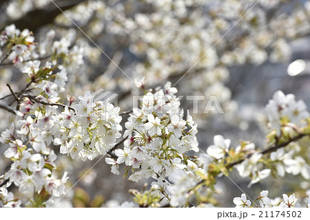 珍しい白い河津桜1の写真素材