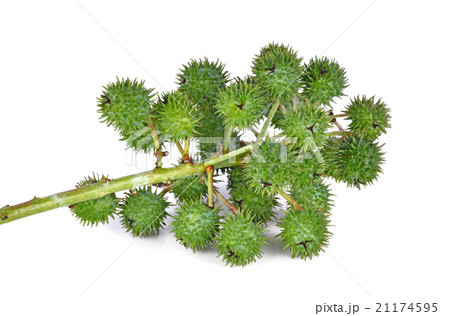 Castor oil plant on white background 21174595