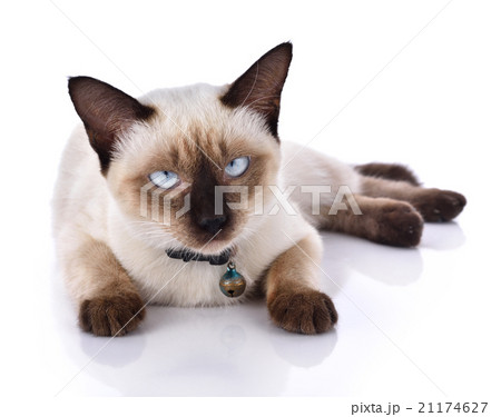 Beautiful cat on white background 21174627
