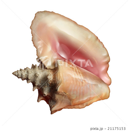 Conch Shellのイラスト素材
